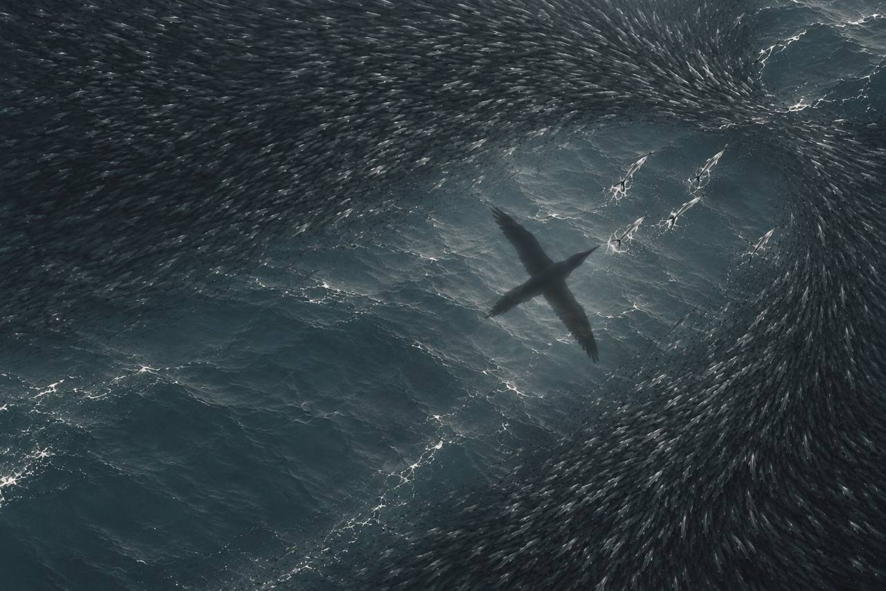 Seen from above, a gannet's shadow crosses dark water over a vast swirling school of herring
